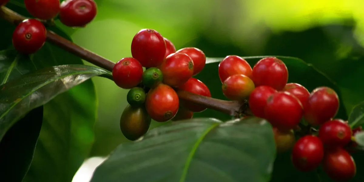 Untitled design - 2025-03-18T003107.274